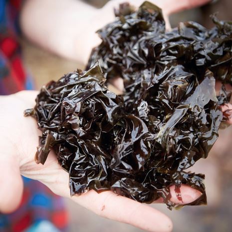 Seaweed